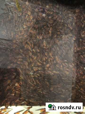 Малек форели Ростов-на-Дону - изображение 1