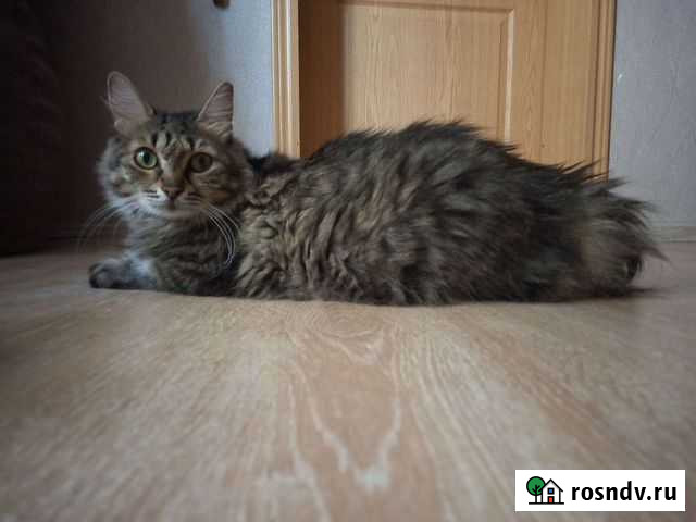 Кошка Краснодар - изображение 1