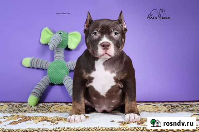 Берцы американские Екатеринбург - изображение 1