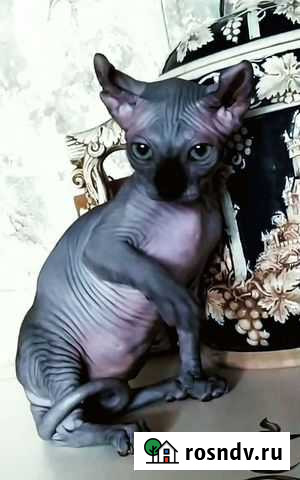 Двэльф лонг, девочка Озёры - изображение 1