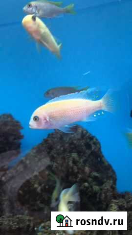 Рыба Азнакаево - изображение 1