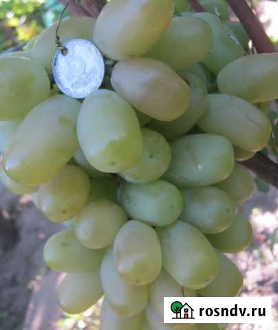 Саженцы элитных сорт винограда и плод. деревьев Славянск-на-Кубани - изображение 1