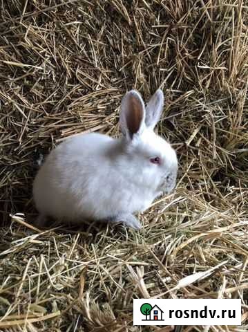 Калифорнийские кролики Тамбов - изображение 1