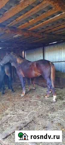 Лошади Темников - изображение 1