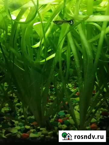 Аквариумное растение Владимир - изображение 1