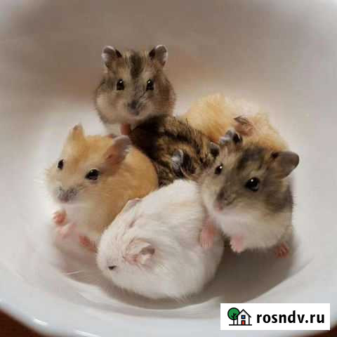 Джунгарики-миники Барнаул - изображение 1