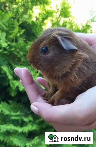 Морские свинки Принцесса Ариэль Краснодар - изображение 1