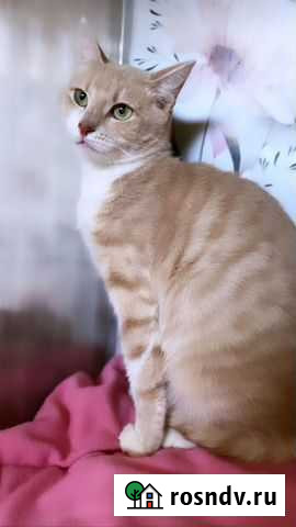 Персиковая девочка ищет любящих маму/папу Фрязино - изображение 1