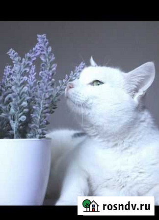 Котик Саратов - изображение 1