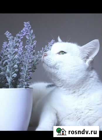 Котик Саратов - изображение 1