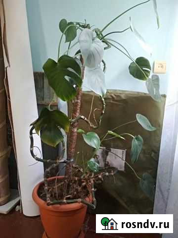 Монстера Астрахань - изображение 1