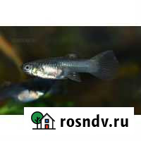 Продаю Рыбок гуппи Балашиха - изображение 1