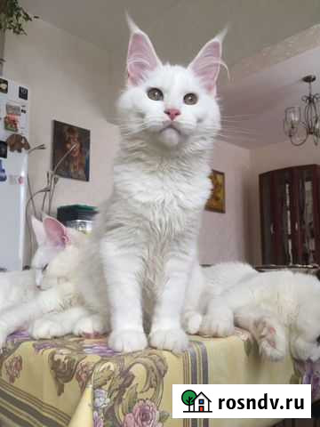 Мейн-кун котята белые, черепаха Москва - изображение 1