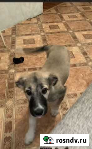 Собака Волгоград - изображение 1