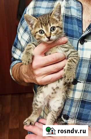 Серая полосатая кошечка Москва - изображение 1