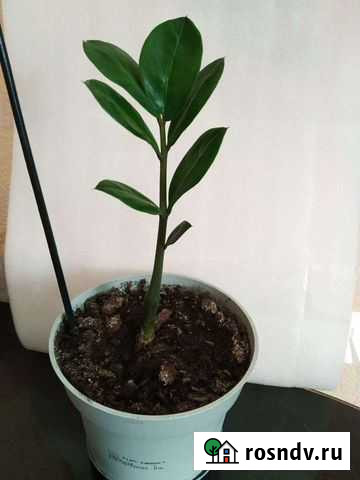 Замиокулькас Липецк - изображение 1