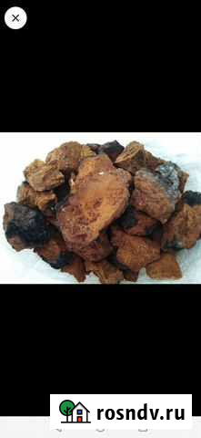 Березовый гриб чага Нижний Новгород - изображение 1