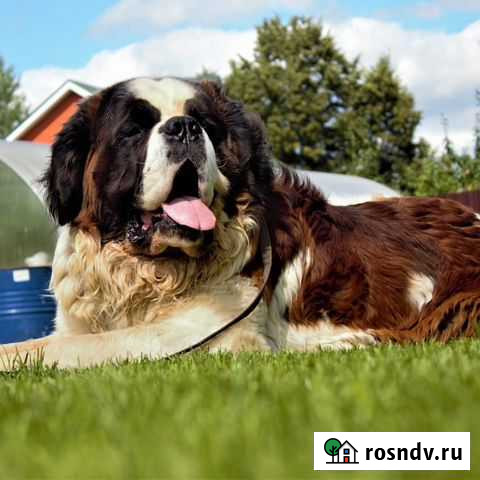 Кобель сенбернар для вязки Зарайск - изображение 1