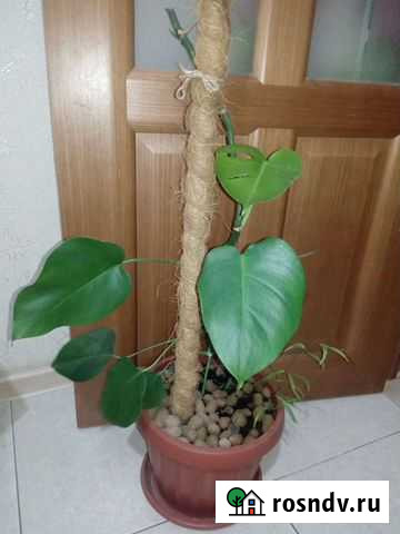 Монстера, филодентрон Таганрог - изображение 1