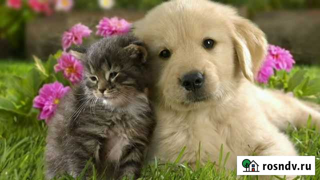 Ветеринарный врач, выезд на дом Старая Купавна - изображение 1