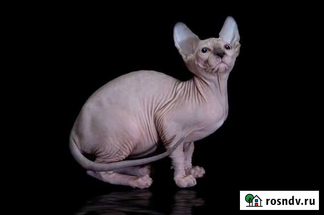Котята канадского сфинкса от чемпионов породы Москва - изображение 1