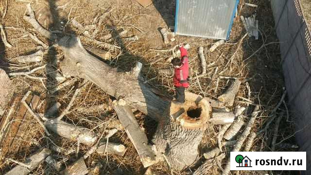 Спил деревьев, обрезка, расчистка участков Казань - изображение 1