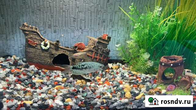 Морской аквариум Ногинск - изображение 1