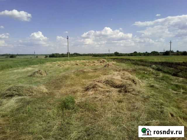 Сено в тюках Рудня - изображение 1