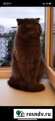 Котята в добрые руки мальчики Уфа - изображение 1