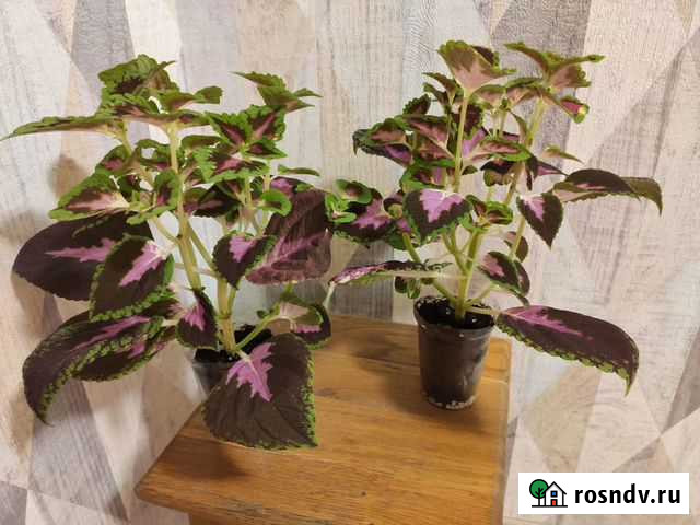 Колеус, саженцы укорененные Воронеж - изображение 1