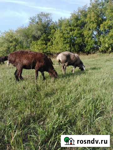 Овцы. Ягнята. Эдильбай. Гисары Любинский - изображение 1