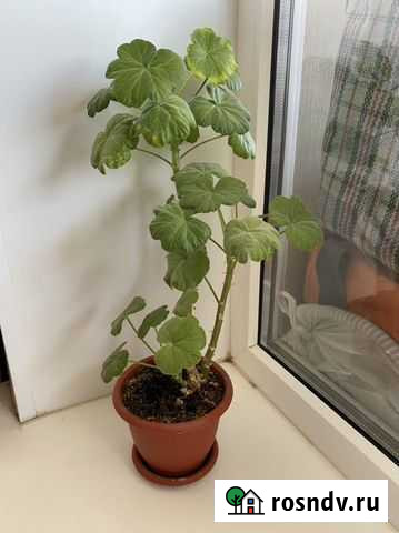 Герань Самара - изображение 1