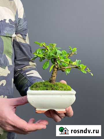 Бонсай Кармона Симферополь - изображение 1