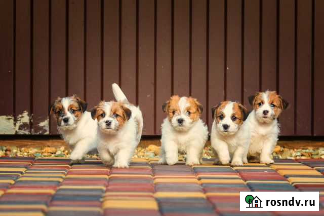 Плюшевые малыши Краснодар - изображение 1