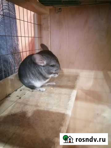 Шиншилла Новосибирск - изображение 1