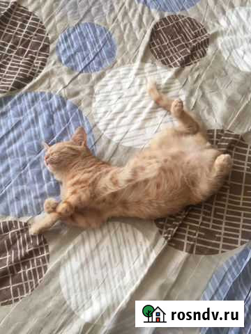 Кошка Вышний Волочек - изображение 1