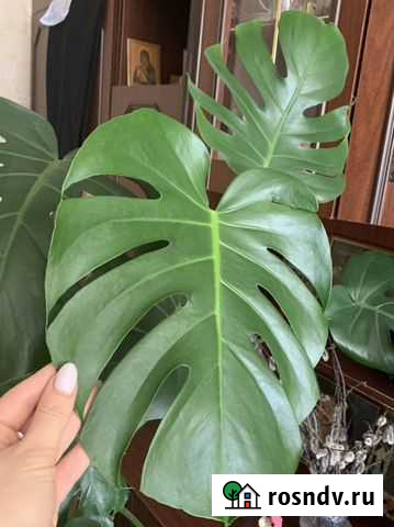 Монстера Сасово - изображение 1