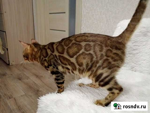 Бенгальский котик в разведение Санкт-Петербург - изображение 1