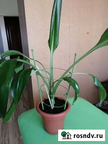 Эухарис амазонская лилия Екатеринбург - изображение 1