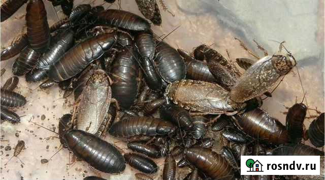 Мраморные тараканы Смоленск - изображение 1