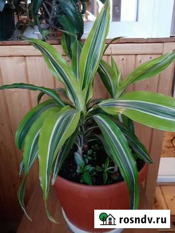 Драцена Лемон Сюрпрайз Казань - изображение 1