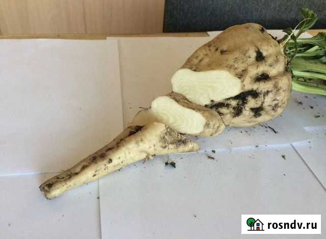 Свекла сахарная Конкурс F1 Уфа - изображение 1