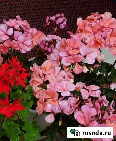 Пеларгония карликовая Курск - изображение 1