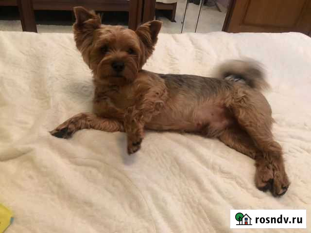 Йоркширский терьер вязка Железногорск - изображение 1