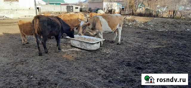Коровы дойные телки и бычки Карачаевск - изображение 1
