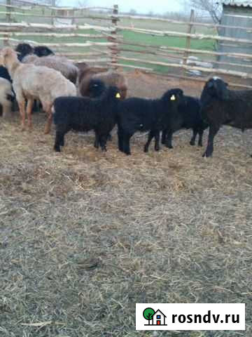 Мясо баранина Степное - изображение 1