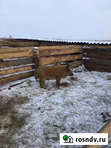 Кабан венгерской мангалицы Ленинск-Кузнецкий - изображение 1