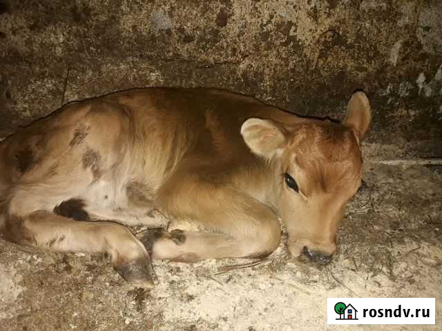 Коровий навоз в мешках, без сена и опилок Вырица - изображение 1