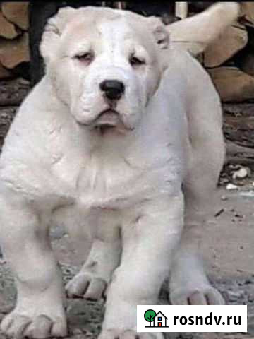 Среднеазиатская овчарка алабай щенки Гурьевск - изображение 1