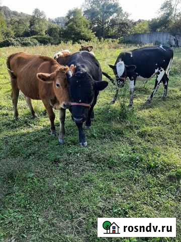 Корова Сочи - изображение 1